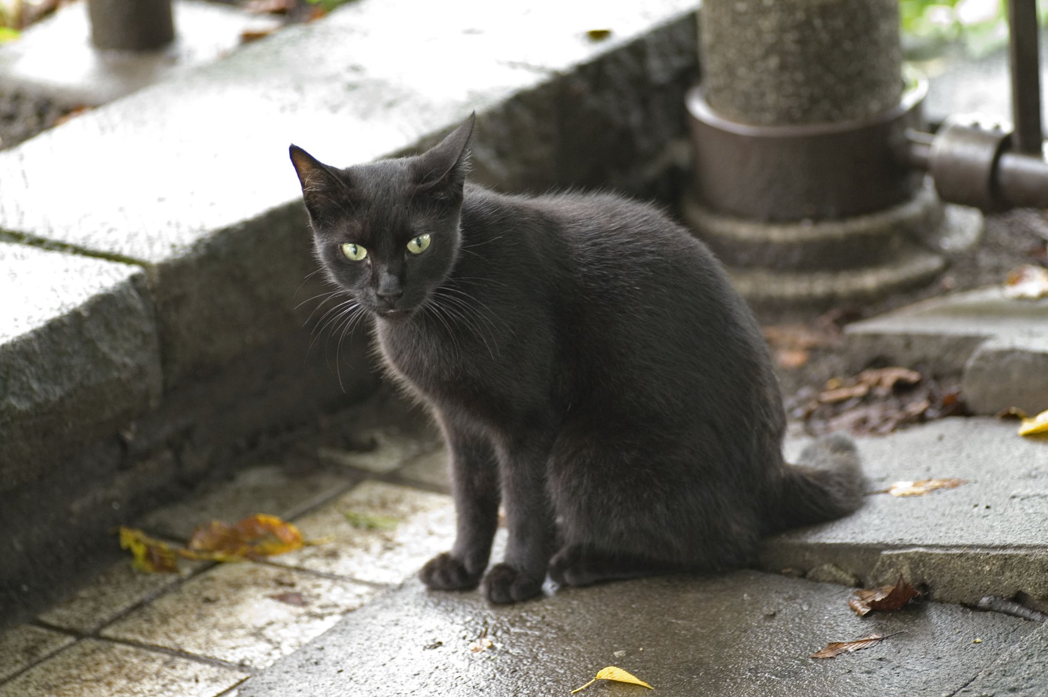不忍の黒猫