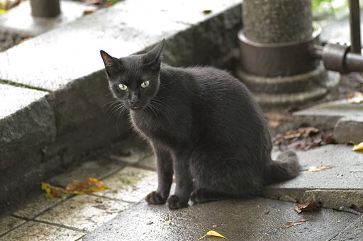 不忍の黒猫
