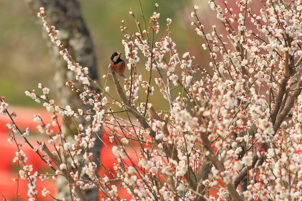 月ヶ瀬にて　２