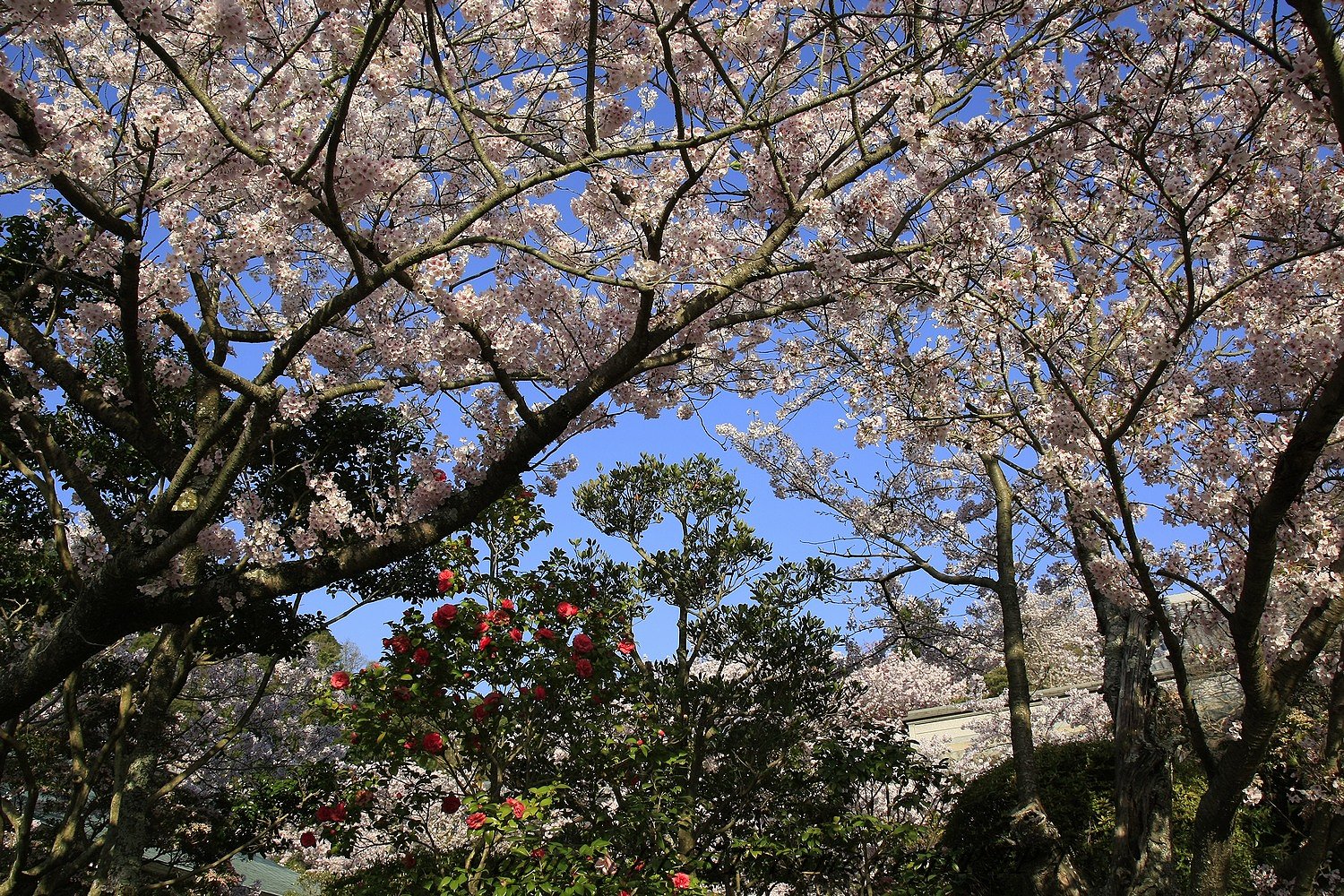 円城寺