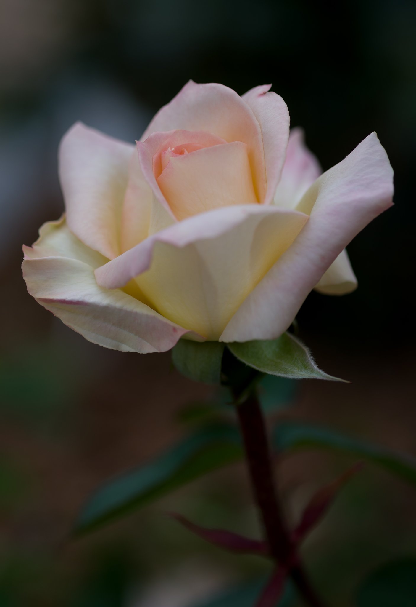 SIGMA MACRO 70mm F2.8