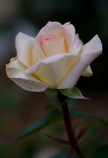 SIGMA MACRO 70mm F2.8