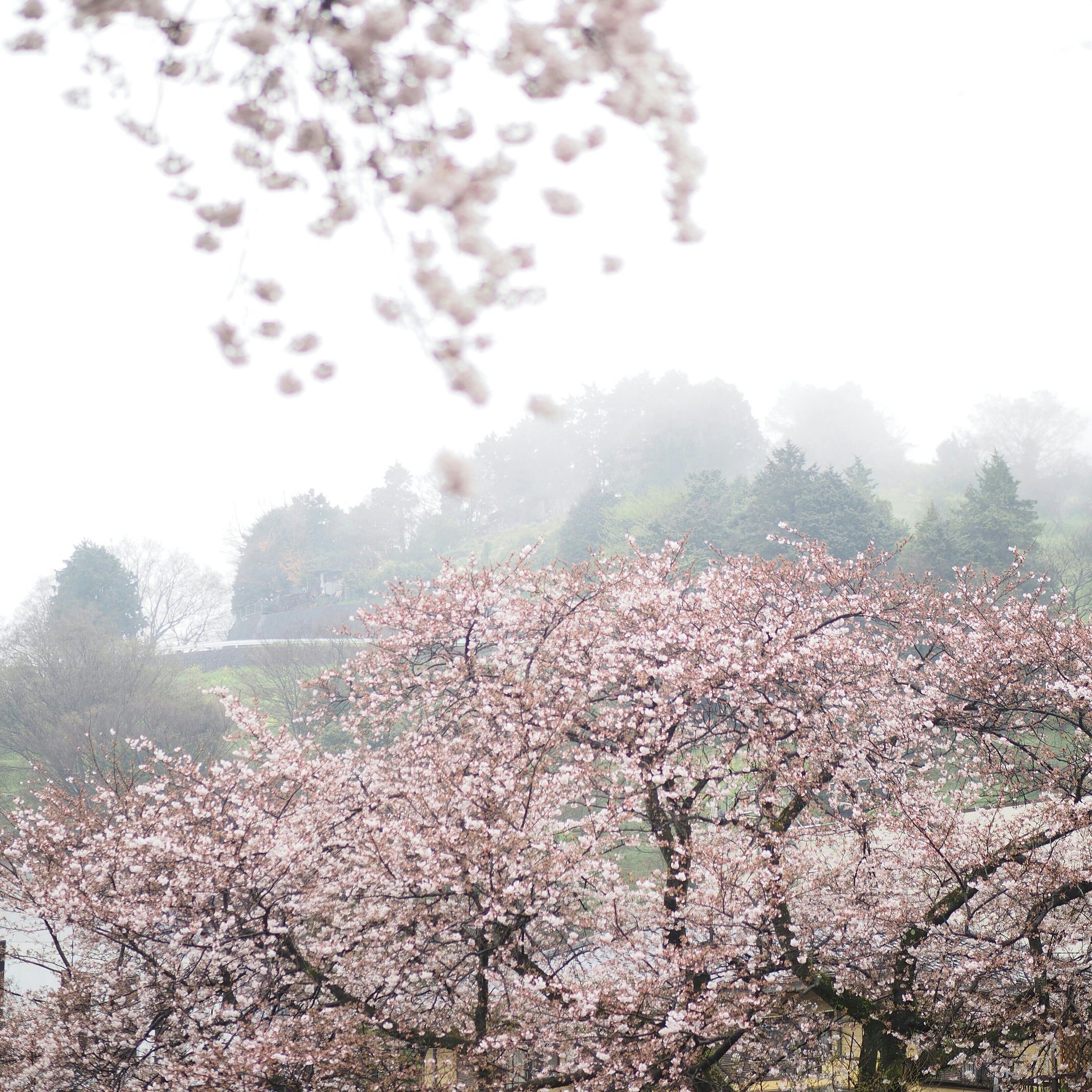 雨に煙る風景ーその４