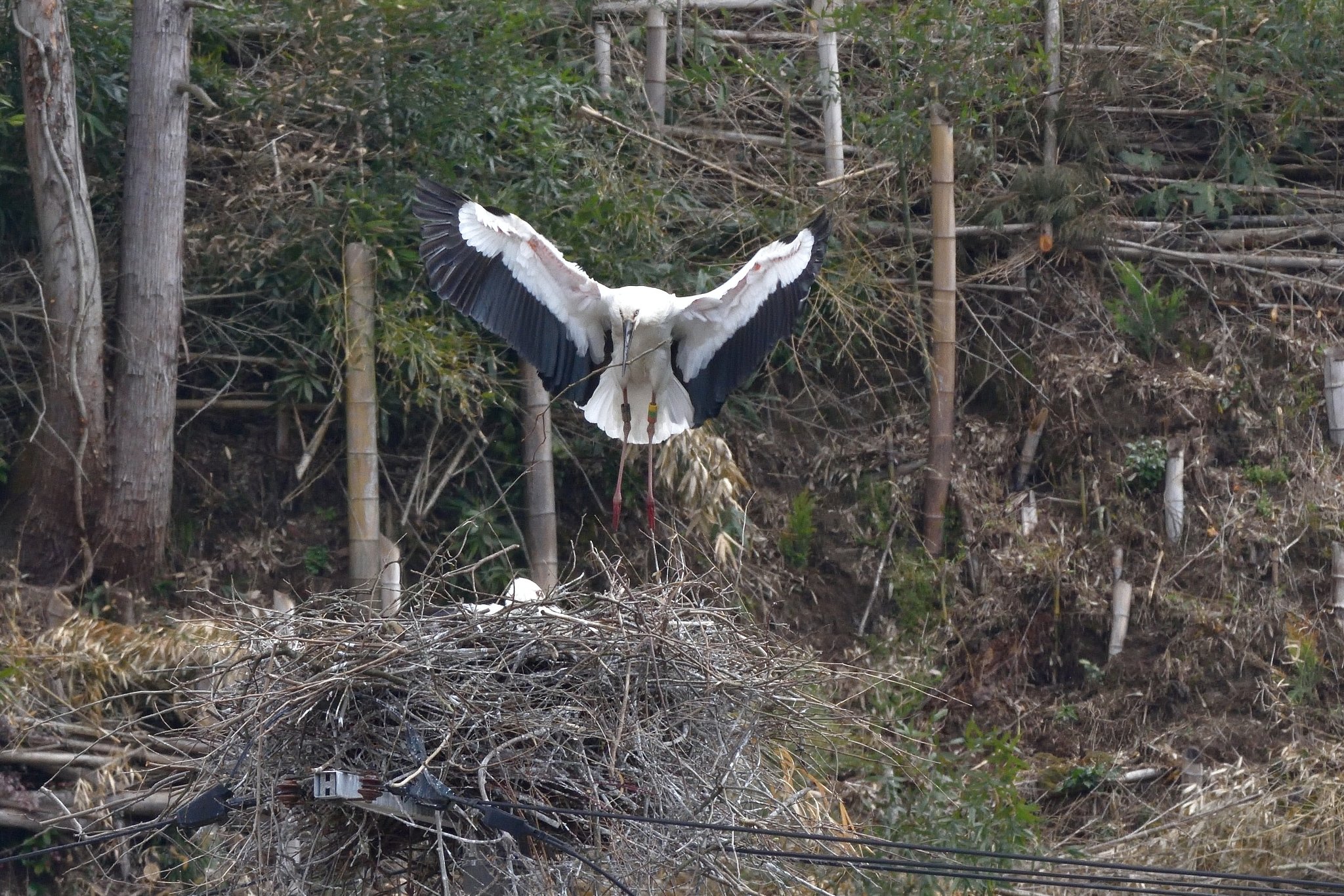 コウノトリ