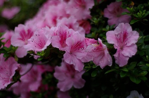 アジサイがまだなのでツツジです
