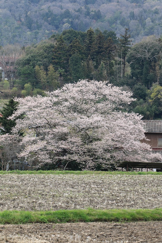 とある里の一本桜