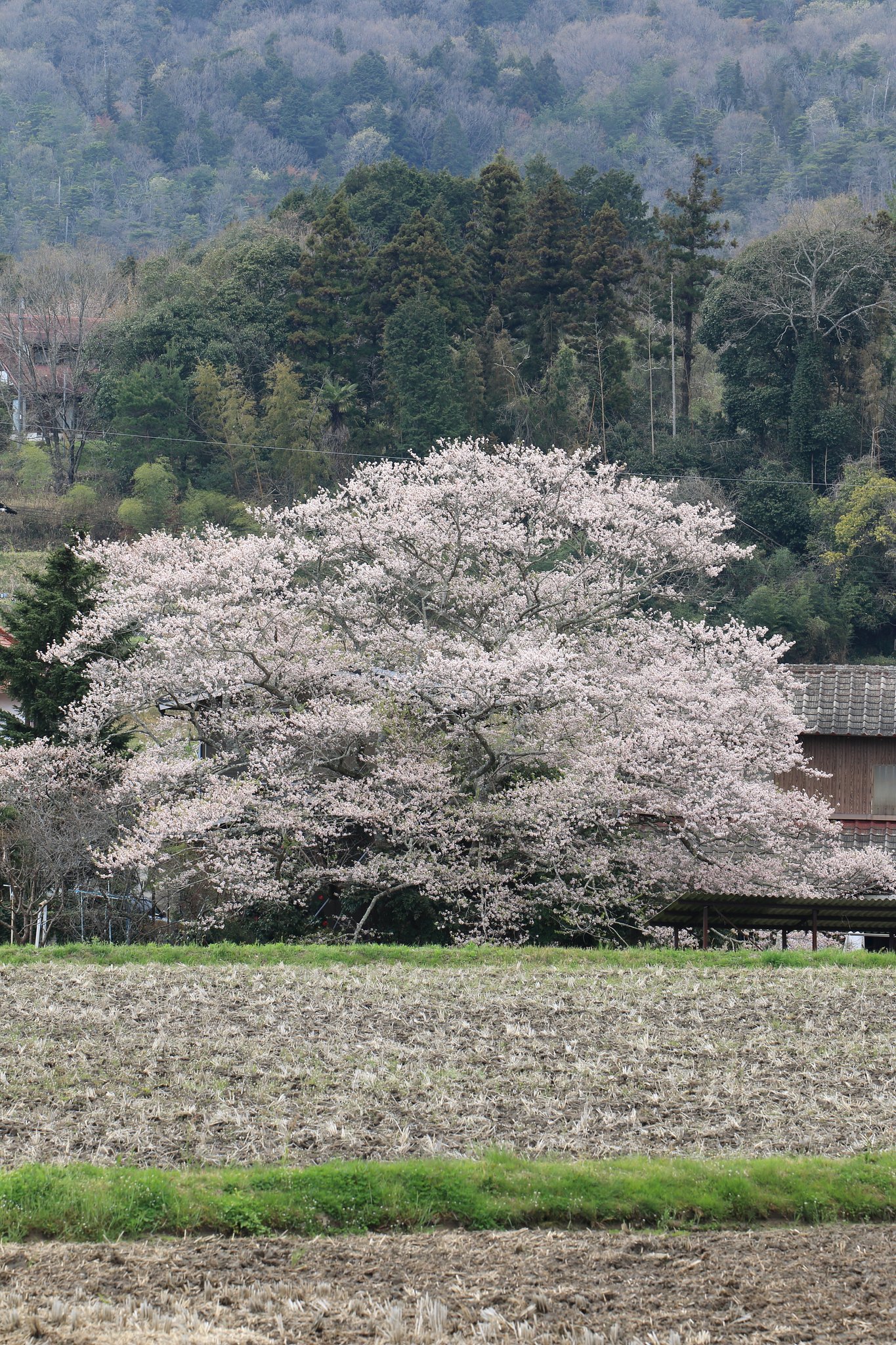 とある里の一本桜