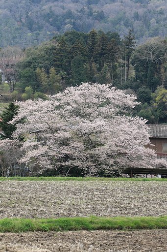 とある里の一本桜