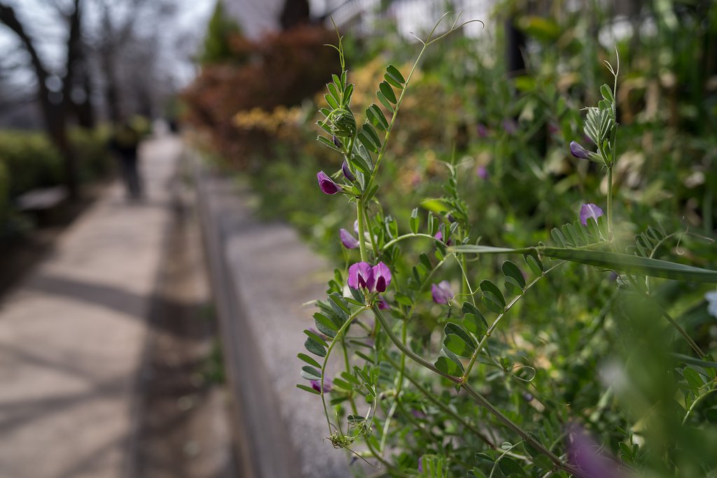smc PENTAX-FA 31mm F1.8AL Limited