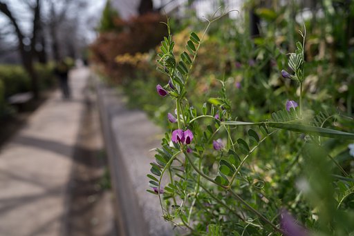 smc PENTAX-FA 31mm F1.8AL Limited