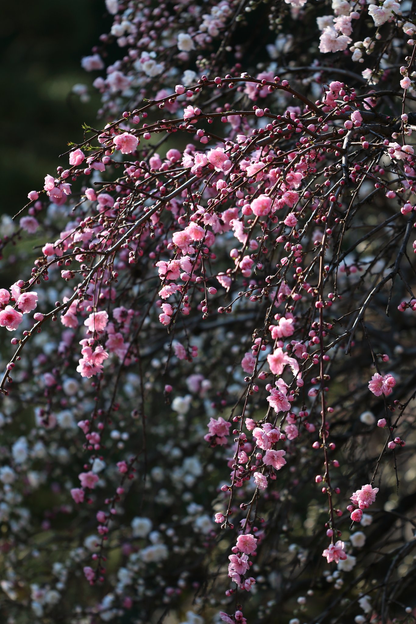源平枝垂れ桃・・・紅花を中心に