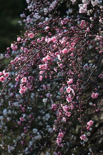 源平枝垂れ桃・・・紅花を中心に