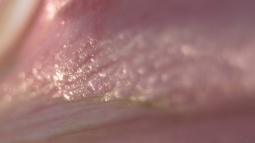 花宇宙