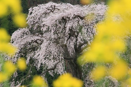 広島県安芸太田町　与一野のしだれ桜