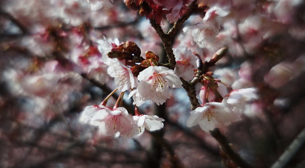 寒桜