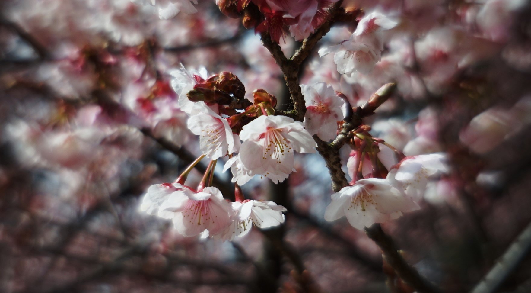 寒桜