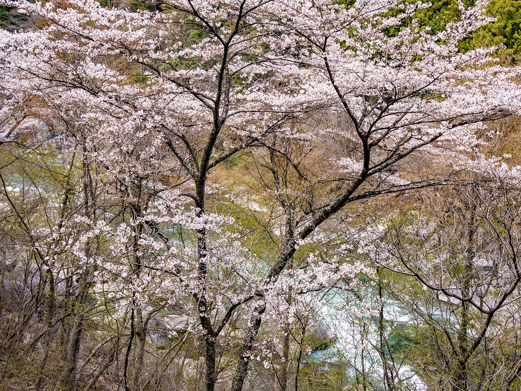 山桜