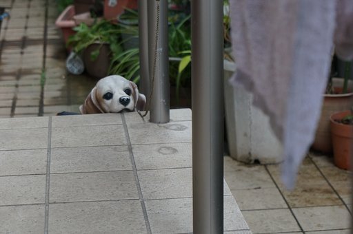 犬