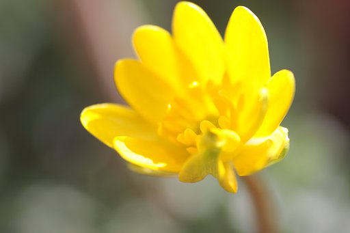 黄色い花