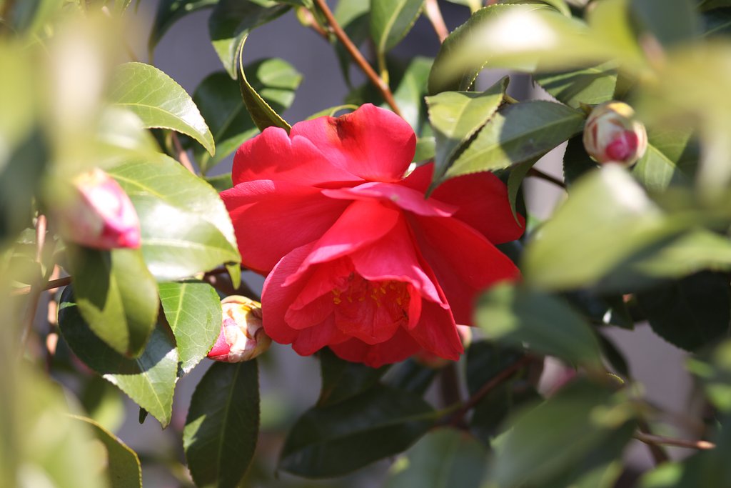 Canon EF100㎜F2.8 macro