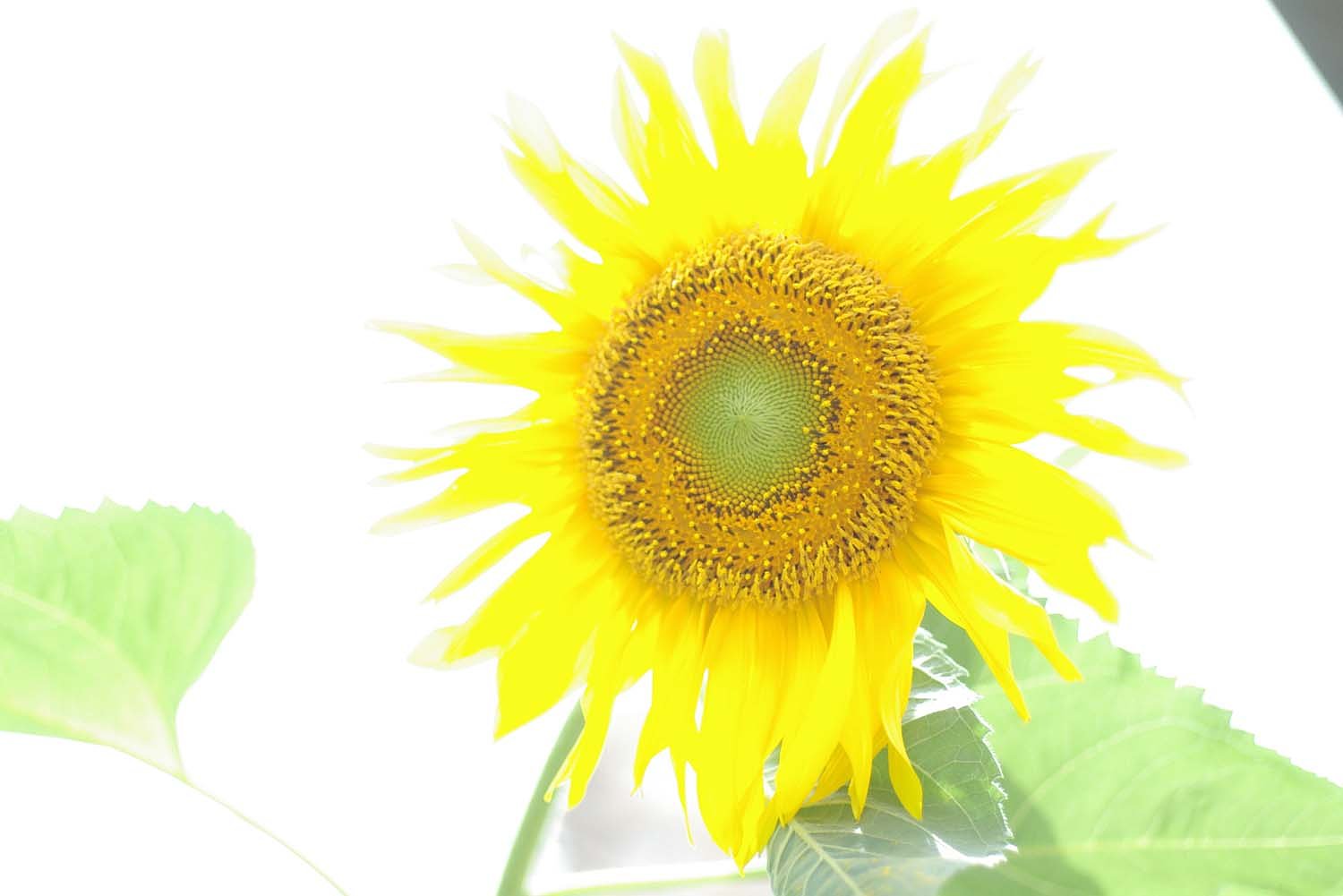 燃える太陽のように