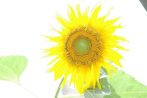 燃える太陽のように