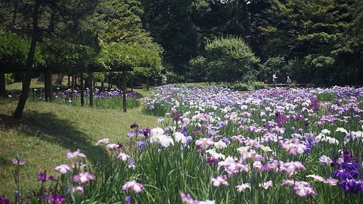 花菖蒲