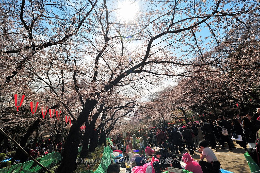 桜 サクラ さくら　人 人 人 