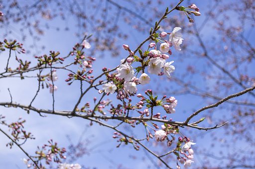青空に咲く