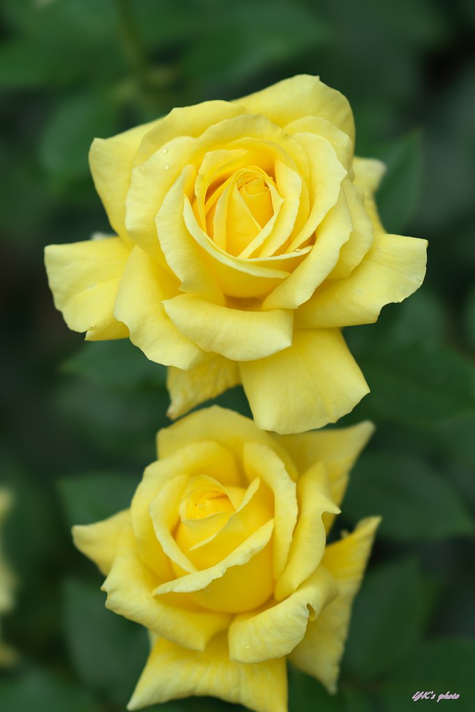 薔薇２