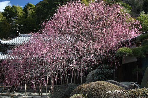日本一