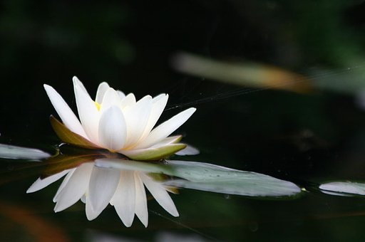 睡蓮
