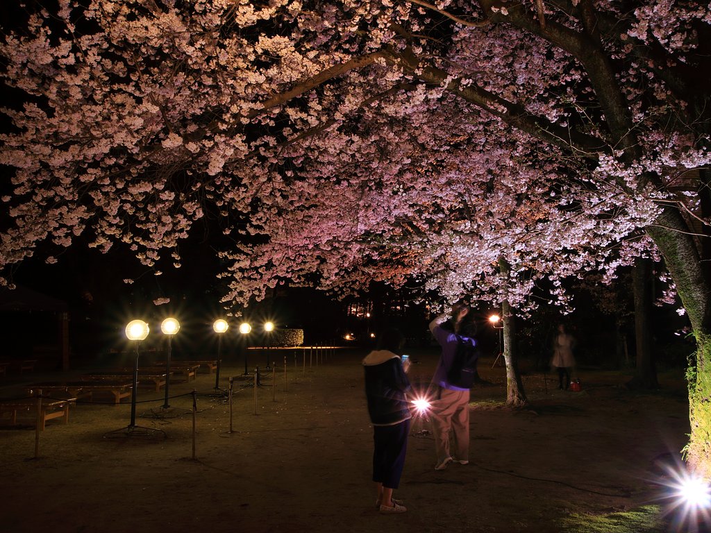 夜桜な人々