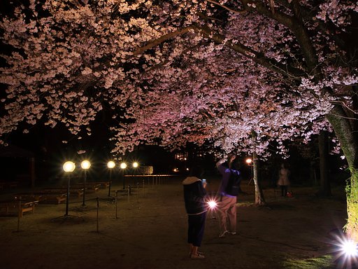 夜桜な人々