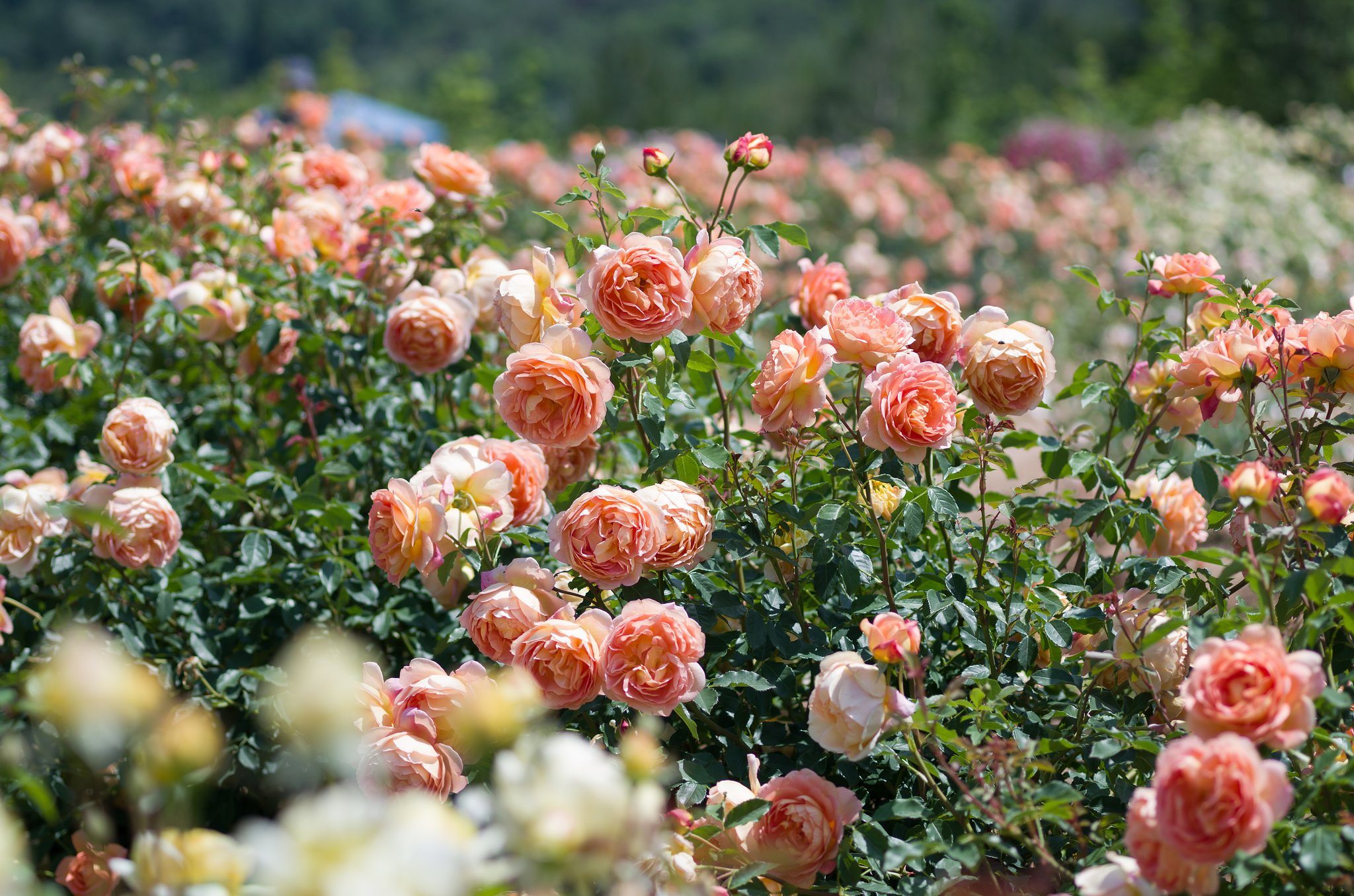 薔薇園