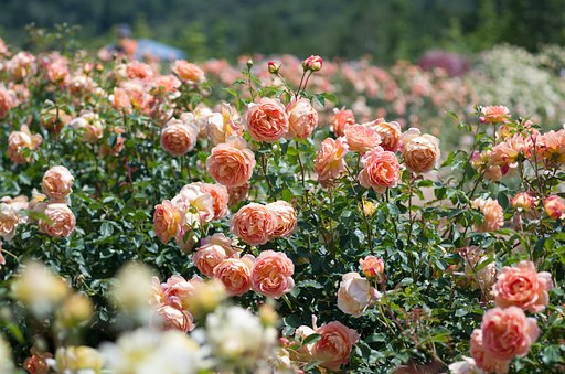 薔薇園