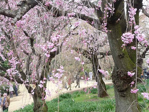 しだれ桜