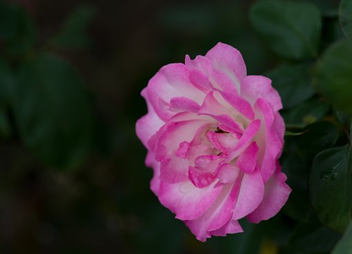 PENTAX-D FA MACRO 100mm F2.8