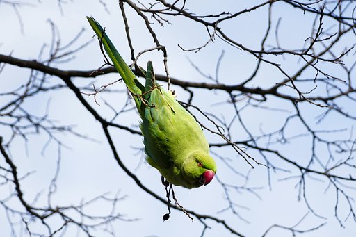 地域鳥