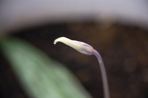 花は後少し-1。