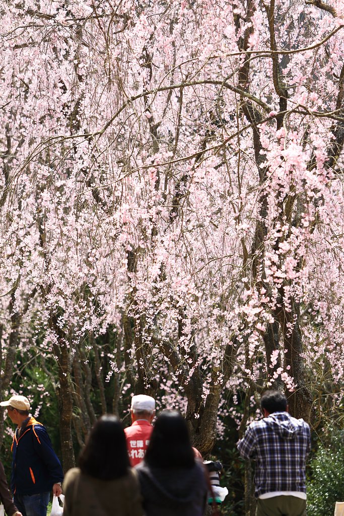 枝垂れ桜に目を奪われる、の図