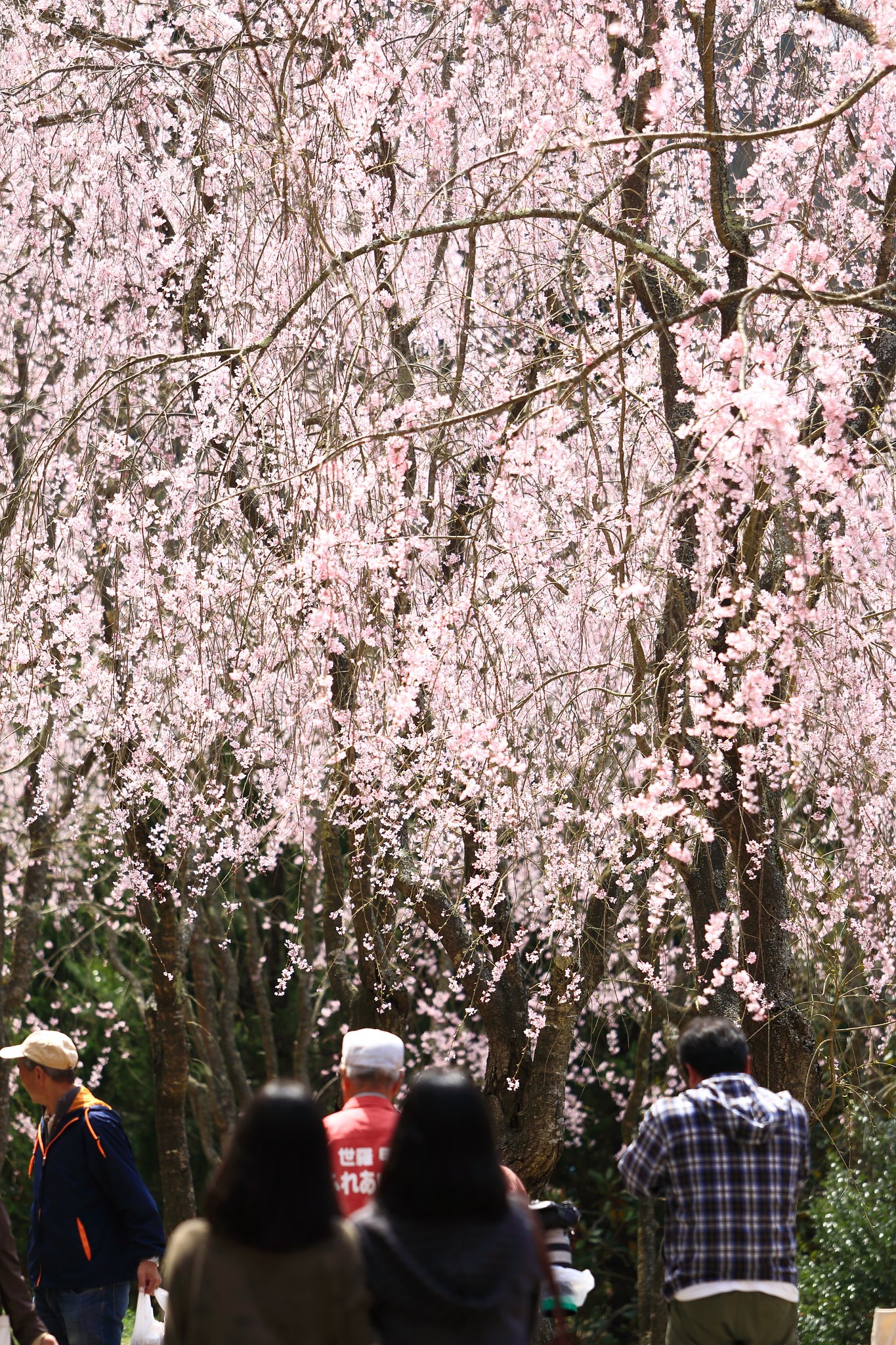 枝垂れ桜に目を奪われる、の図