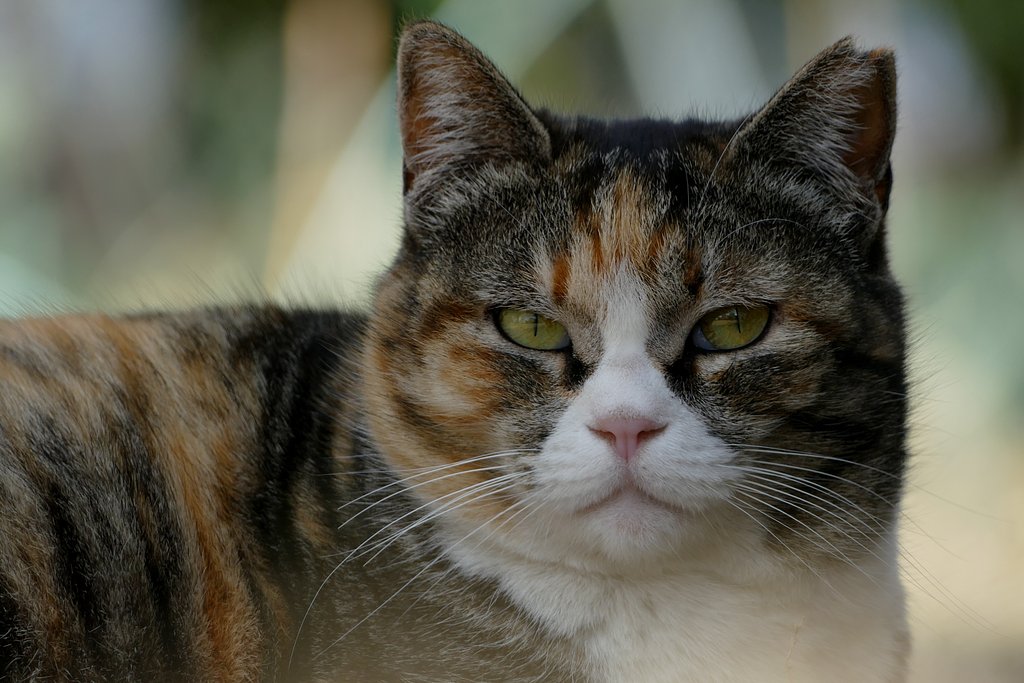 地域猫