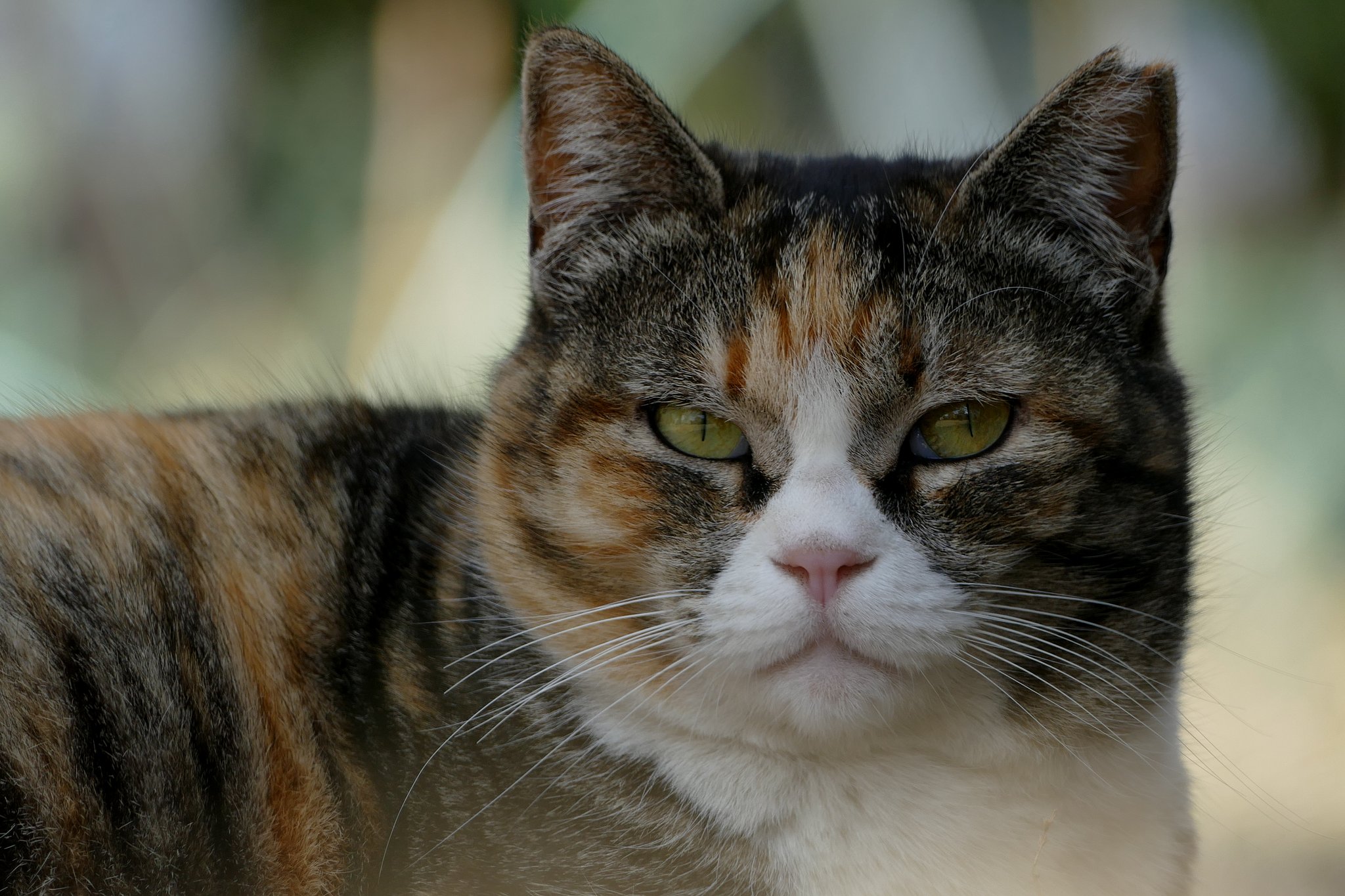 地域猫