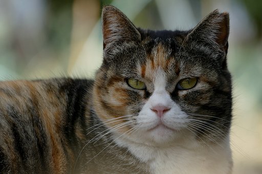 地域猫
