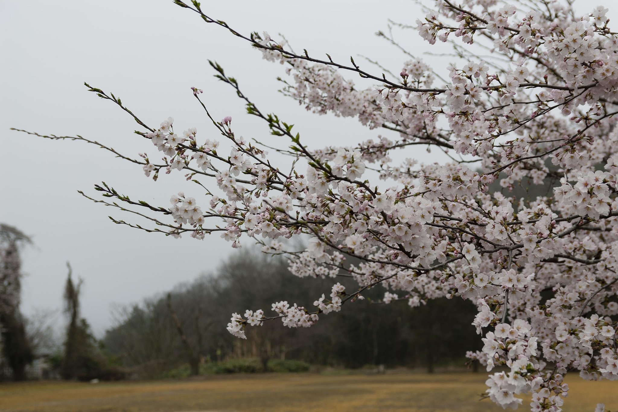 ソメイヨシノ開花。