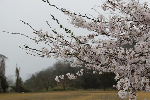 ソメイヨシノ開花。