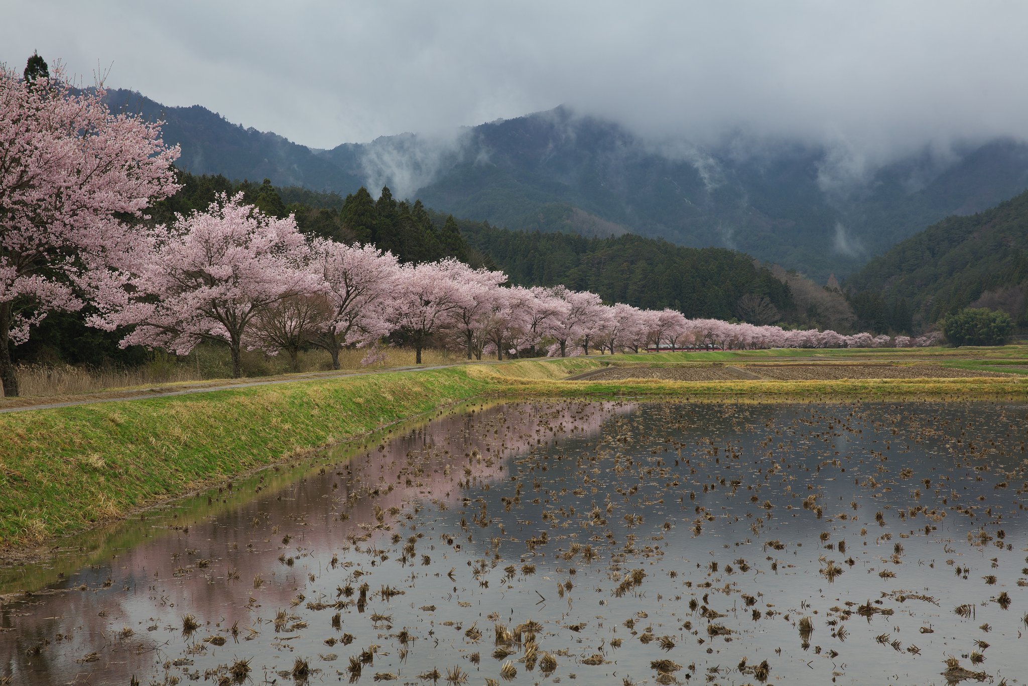 山里の桜並木