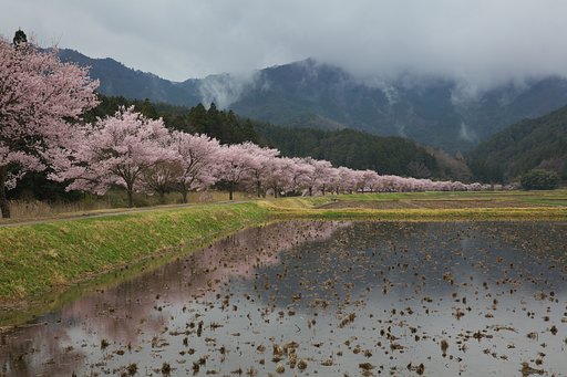山里の桜並木