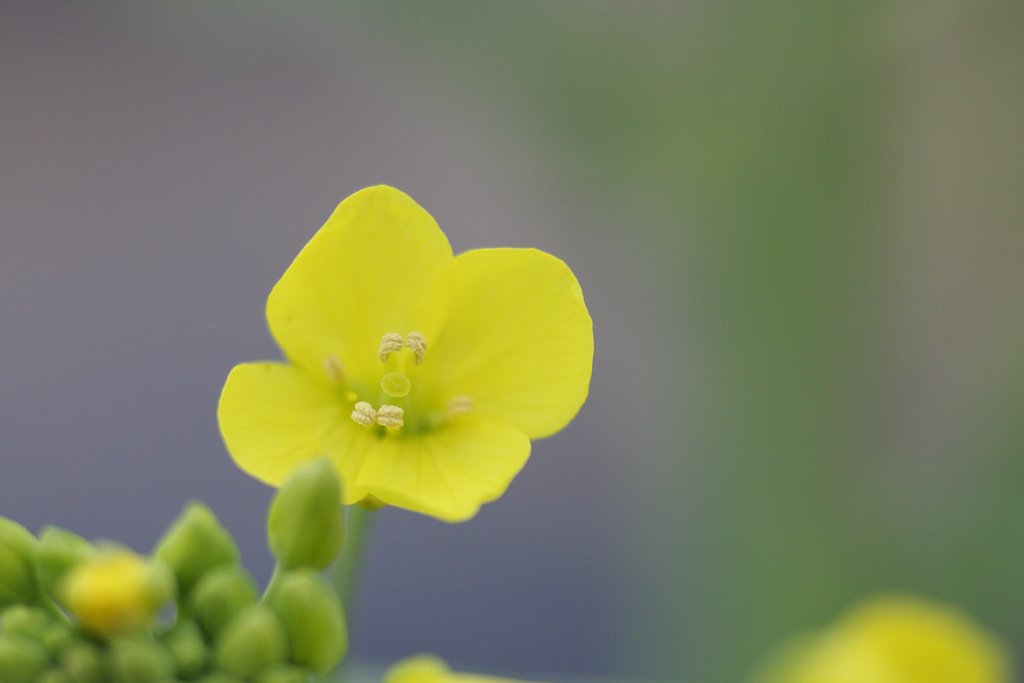 白菜　其の弐